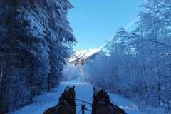 Pferdeschlittenfahrt