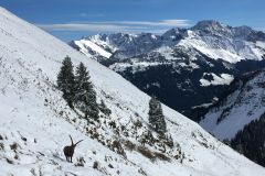 Wanderung  Kanisfluh